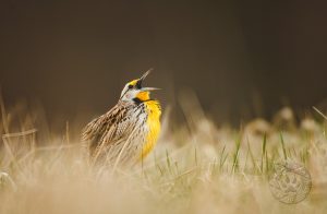 Eastern Meadowlark singing