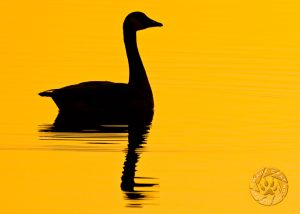 goose at sunrise