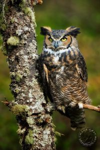 Great Horned owl photo