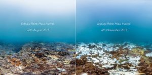 Coral bleaching in Hawaii, image courtesy SeaView Survey