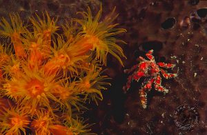 red decorator crab