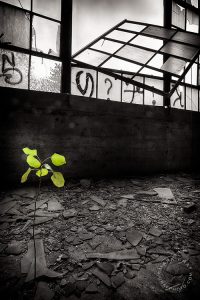 Packard Plant nature