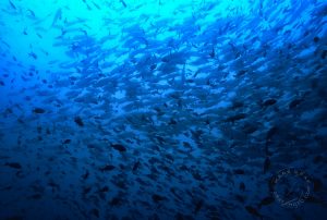 schooling fish Galapagos