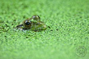 Frog in duckweed #FR-8633
