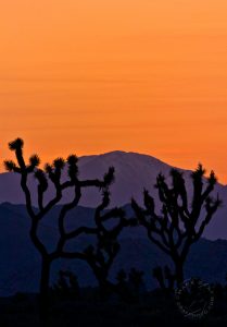 Joshua Tree xerophyte