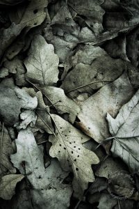 old winter leaves