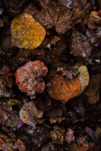 pictures of a leaf pile