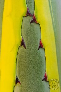 century plant