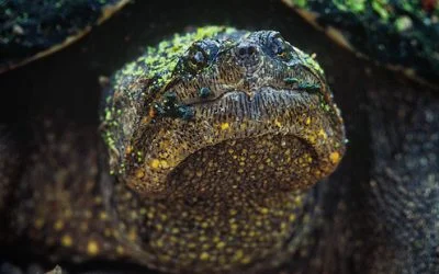 Herps