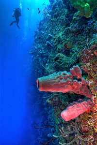 Bloody Bay Wall, Little Cayman Island, Caribbean Sea