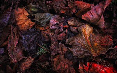 Escher Influenced Leaves