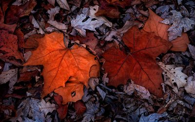 Luminous Leaves