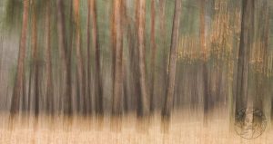 shaking the trees