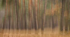 shaking the trees, decennary thoughts