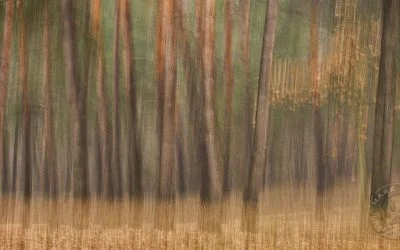 Decennary Thoughts #1 | Shaking the Trees