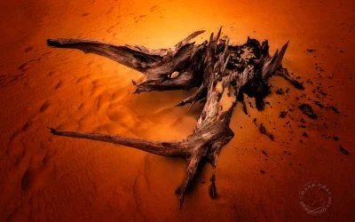Dune Dragons, part 2