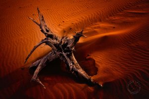 Dune Dragon Chi Wen