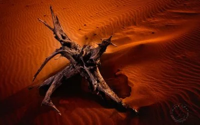 Dune Dragons, Part 3