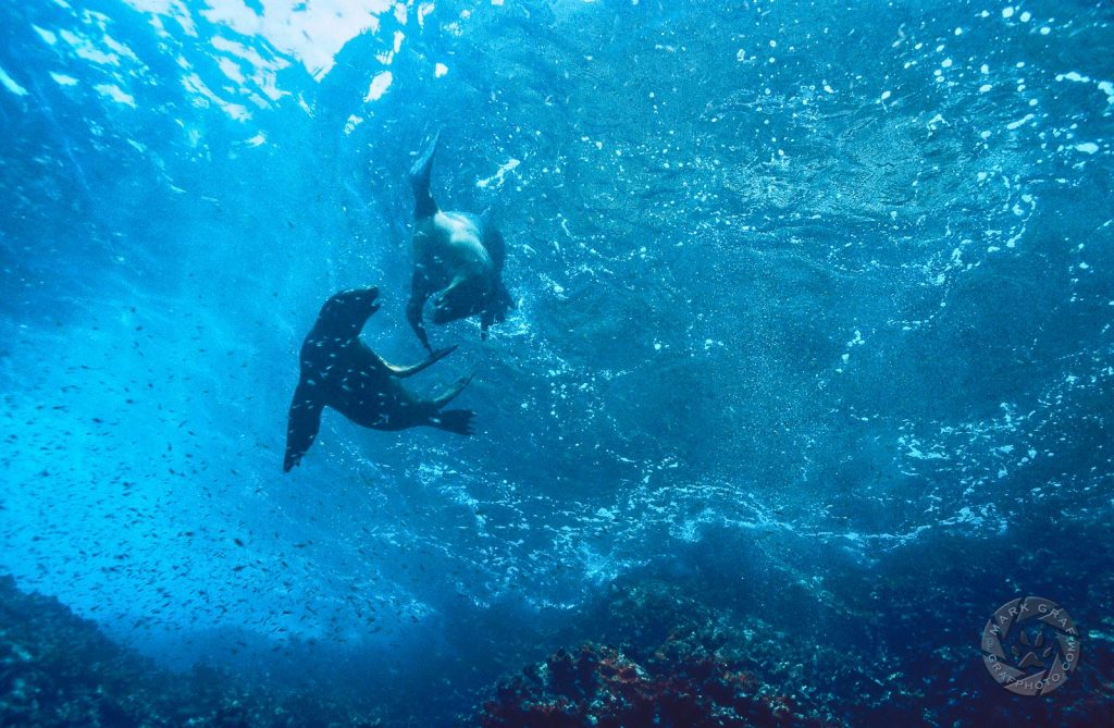 sea lions at play