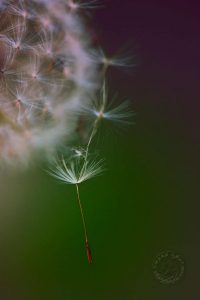 dandelion seed photo