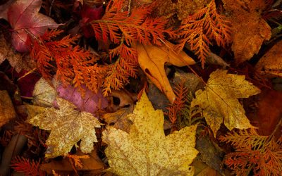 2017 – A year of Despair and Dragons