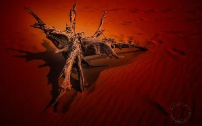 Dune Dragons, Part 4