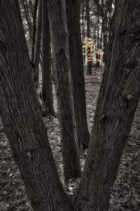 black and white tree photo