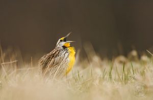 eastern meadowlark
