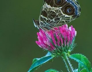 Spring Planning for wildlife