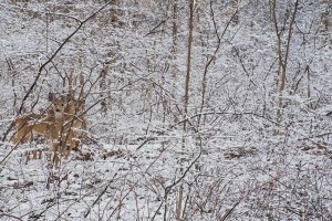 Deer in snowstorm