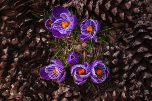 crocus garden flowers