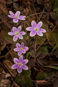 spring ephemeral wildflowers