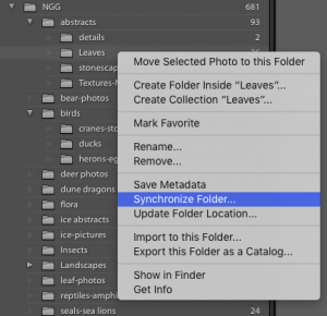 Lightroom sync folder