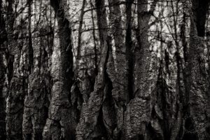 Seeing the Forest through the Trees