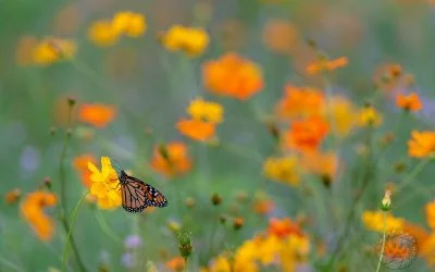Michigan Monarch Migration