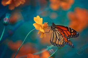 Monarch butterfly on tickseed BU10171