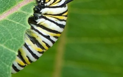 Milkweed photos