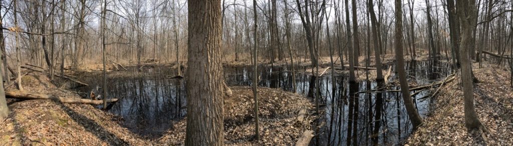 Vernal pool in Sterling Heights, Macomb County, Michigan