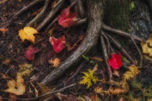 Red Cedar Roots and Leaves intimate landscape