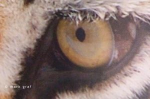 tiger print D2H