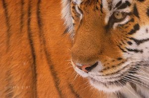 tiger print D2H