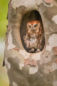 eastern screech owl in nest cavity