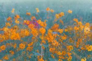 pollinator field