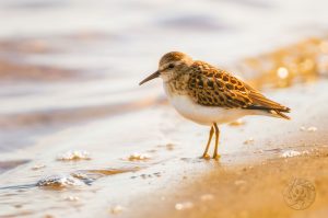 shorebird photos