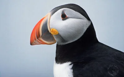 Shorebird and Seabird photos
