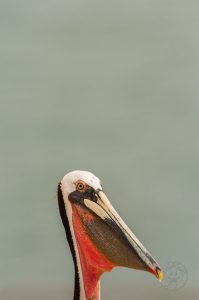 brown pelican portrait