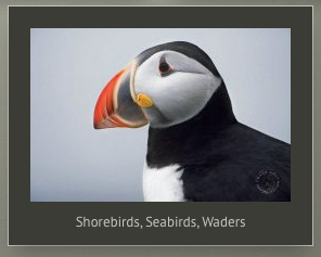 seabird photos