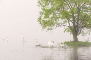 swans in fog photo