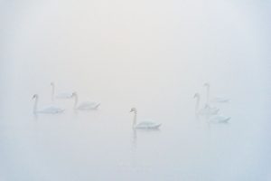 swans in fog