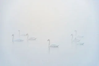 Return to Swan Island